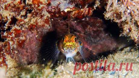 Бычок желтоголовый (Gobius xanthocephalus (Heymer & Zander, 1992))