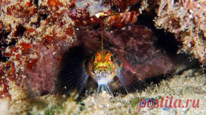 Бычок желтоголовый (Gobius xanthocephalus (Heymer & Zander, 1992))