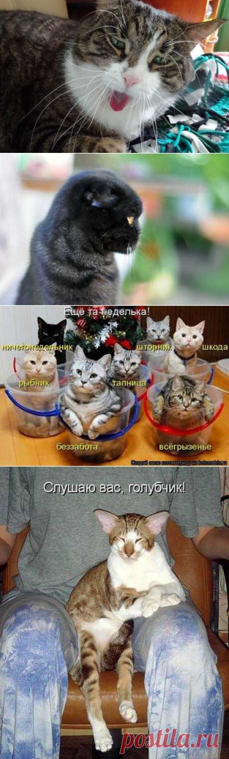 Кисюльки))