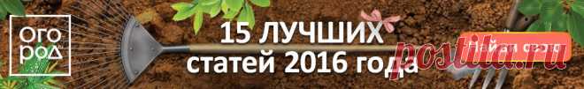 Секретный способ посадки и полива помидоров – урожай гарантирован! | На грядке (Огород.ru)