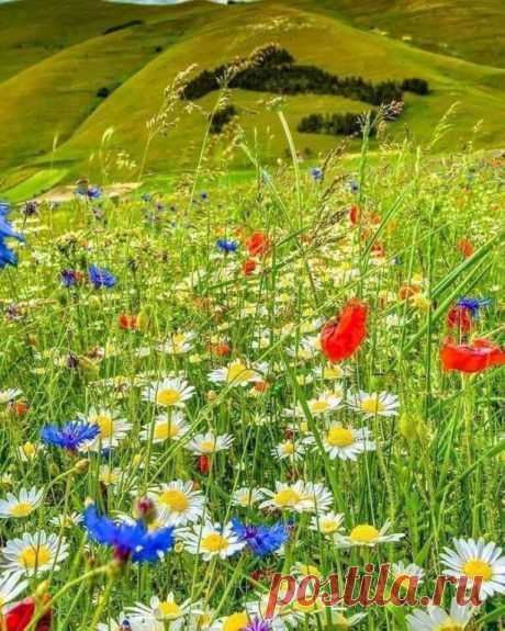 Ах, Лето красное , прекрасное!