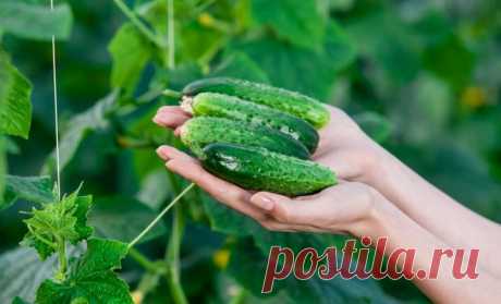 Как вырастить вкусные огурцы – раскрываем секреты опытных огородников | Огурцы (Огород.ru)