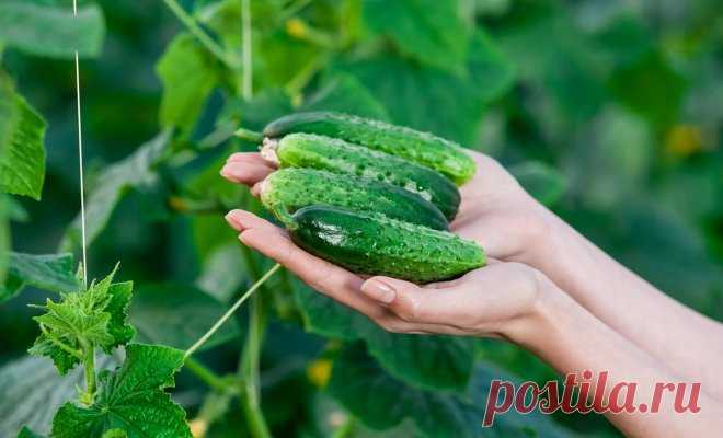 Как вырастить вкусные огурцы – раскрываем секреты опытных огородников | Огурцы (Огород.ru)