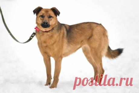 Москва! Гермиона--рыжий позитивчик в добрые руки! – "ЗВЕЗДЫ В ЗАЩИТУ ЖИВОТНЫХ", пользователь Лисёнок Лисёнок | Группы Мой Мир