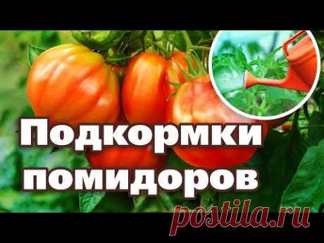 ПОМИДОРЫ ДАДУТ КРУПНЫЙ УРОЖАЙ, если выполните эти работы