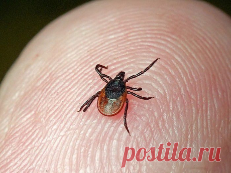 (12) Одноклассники