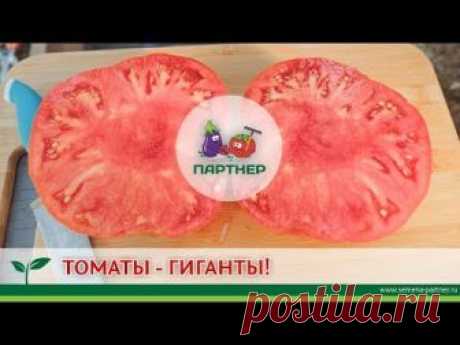Купить семена Партнер Томат БАБУШКИНО ^(0,1г) почтой по цене официального магазина, Партнер Томат БАБУШКИНО ^(0,1г) фото, описание, отзывы