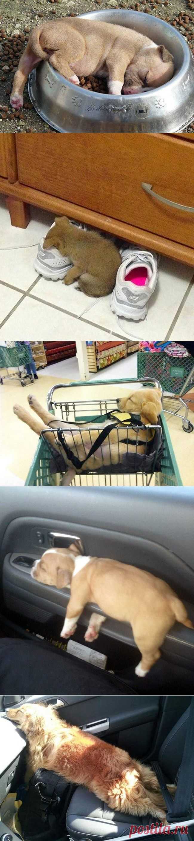 Позитив зверский, умилительно спящий