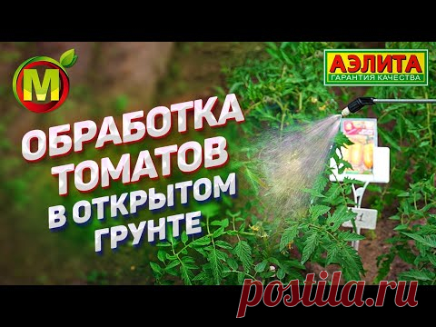 ЧЕМ ОБРАБОТАТЬ ТОМАТЫ в открытом грунте? Профилактика фитофторы и других болезней.