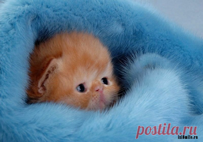 самые милые животные: 70 тыс изображений найдено в Яндекс.Картинках