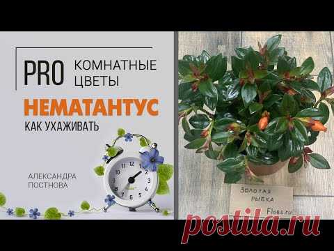Нематантус или растение Золотая рыбка - как поселить дома эту красоту без хлопот.