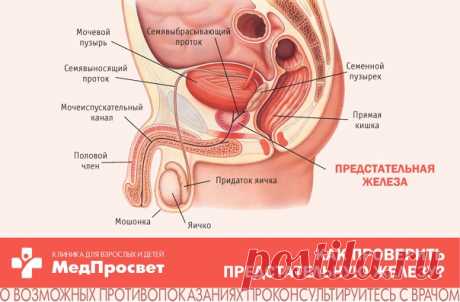 Диагностика заболеваний предстательной железы (простатит, аденома, рак).

 Когда следует пройти диагностику предстательной железы?

- изменение мочеиспускания: ослабление струи, прерывистое, затрудненное мочеиспускание, небольшими порциями;
Показать полностью...