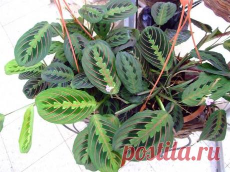 Цветы вашего характера.Комнатные растения по знакам Зодиака.