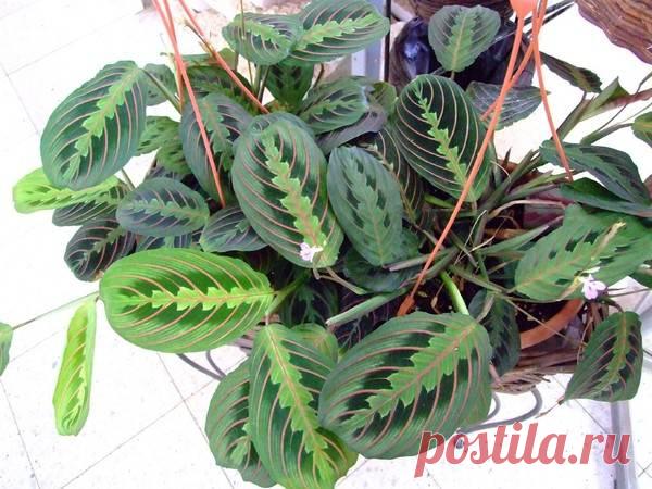 Цветы вашего характера.Комнатные растения по знакам Зодиака.