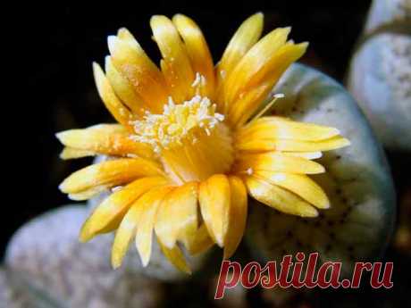 Литопс – растение, обладающее уникальными декоративными качествами