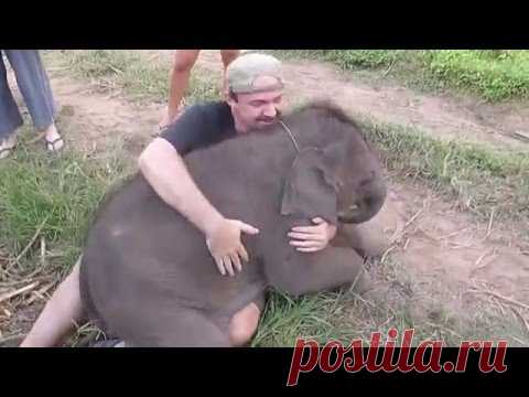 Мужчина решил погладить слоненка, но дальше произошло нечто чудесное!