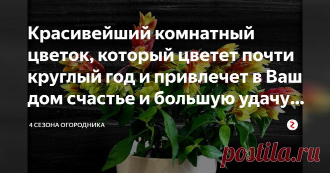 Красивейший комнатный цветок, который цветет почти круглый год и привлечет в Ваш дом счастье и большую удачу (ч.2) Родился цветок в мягком климате влажных тропических и субтропических лесов Южной и Центральной Америки. Род насчитывает почти 60 видов. Но ещё большее разнообразие представлено в названии растения: с греческого языка это «остриё стрелы»; У ботаников – Юстиция; в народе – мексиканская красавица или комнатный хмель.
Но самое необычное среди них – это «цветок - к...