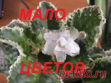 СКУДНОЕ ЦВЕТЕНИЕ  У ФИАЛКИ, МАЛО ЦВЕТОВ Почему