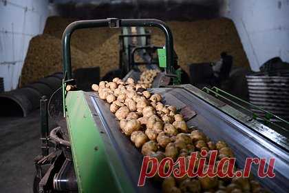 В России спрогнозировали рост урожая самого подорожавшего продукта