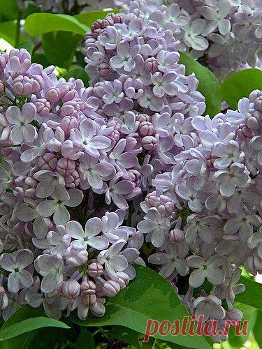 Тараторка — «воспоминание» на Яндекс.Фотках