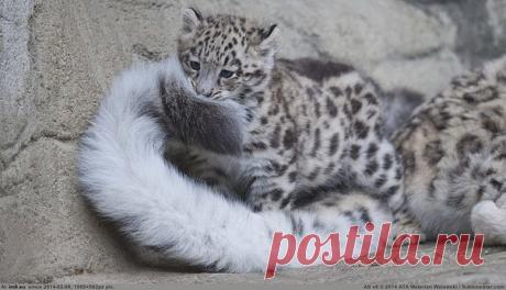 Мамкин хвост - лучшая игрушка!