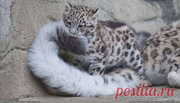 Мамкин хвост - лучшая игрушка!