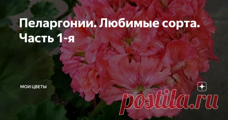 Пеларгонии. Любимые сорта. Часть 1-я В моей коллекции пеларгоний,есть любимые сорта-старожилы. С них  началось мое знакомство с сортовыми пеларгониями.
Самая первая моя сортовая пеларгония, Occold Lagoon. Появилась она у меня в 2009 году, и радует меня по сей день.
Пеларгония зональная карликовая Occold Lagoon
Пеларгония зональная карликовая Occold Lagoon