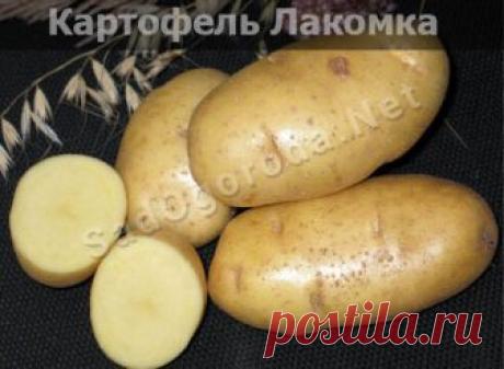 Картофель из семян посадка и уход. Сорта картофеля