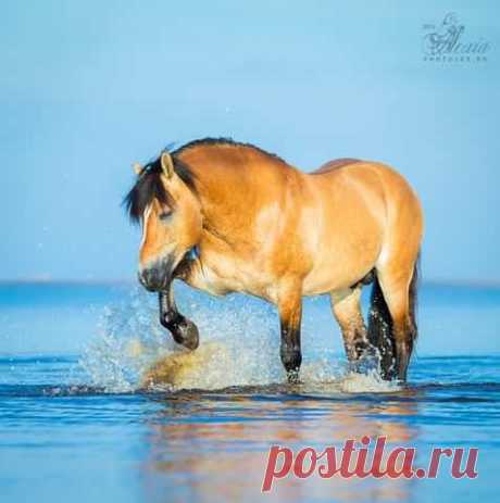 лошади