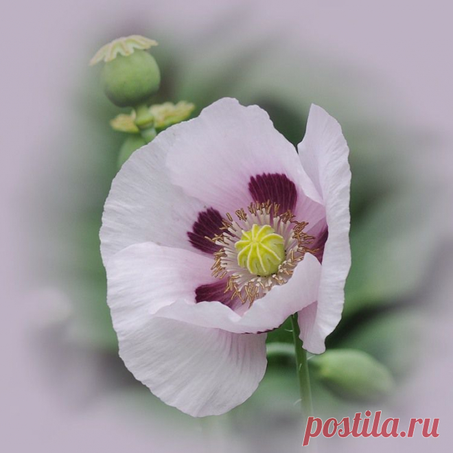 0_5f347_2c4b7d98_XL.jpg (750×750)