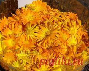 КРОВЬ ОЧИСТИТСЯ, БОЛЬ В СЕРДЦЕ УЙДЁТ, ДА И ШУМ В УШАХ ЛЕКАРСТВО УЙМЁТ.. | Советы Народной Мудрости