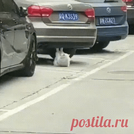 Для тех, кто не похудел к лету, есть новый повод - худеем к Новому году