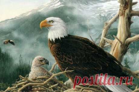 Как выбирают отца своим детям орлы