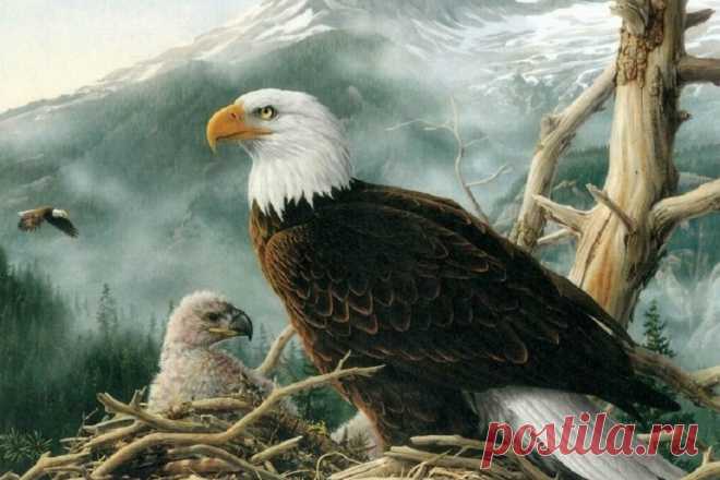 Как выбирают отца своим детям орлы