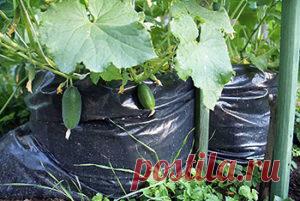 Огурцы в мешках: выращивание пошагово