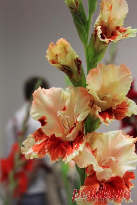 Выставка гладиолусов