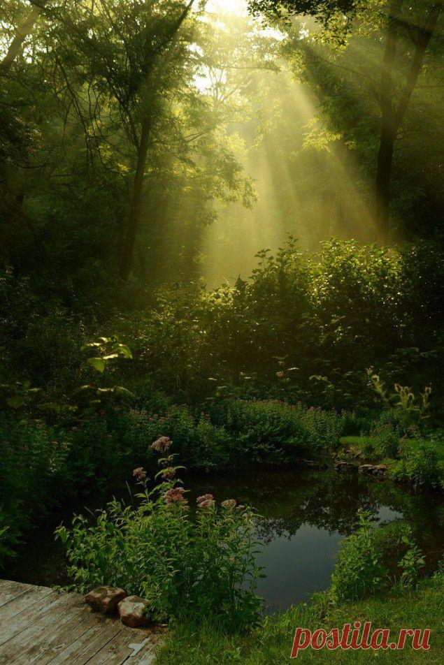 легенда о дереве