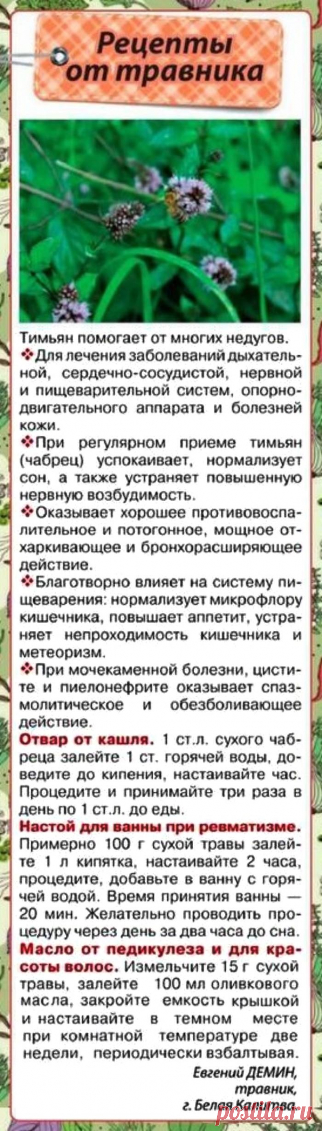Тимьян (чабрец)