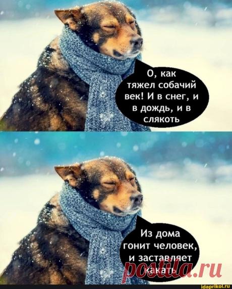 Выпуск №6155 - выпуск анекдотов сайта вокруг смеха