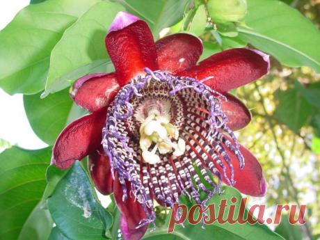 Пассифлора – удивительный экзот | НА ЗАВАЛИНКЕ
