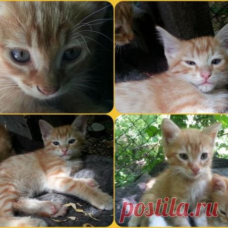 Рыжие Коты - они такие Рыжие...   ))