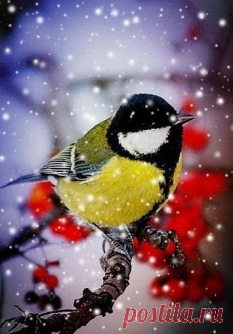 Вдохновляемся сказочной зимой