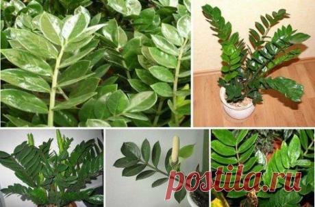 ЗАМИОКУЛЬКАС - ДОЛЛАРОВОЕ ДЕРЕВО
СЕКРЕТЫ УХОДА

Прекрасное, вечнозеленое  с блестящими, мясистыми тёмно-зелёными листьями. При хорошем уходе растение достигает до 1- 1,5 метра в длину и уже успело зарекомендовать себя как одно из самых красивейших и благородных комнатных растений.
Продолжение в группе — ok.ru/idea.manually
•••подробнее