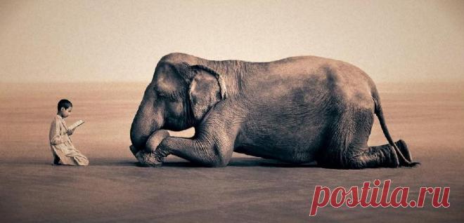 Нас природа учит жить...Канадский кинематографист и фотограф Gregory Colbert