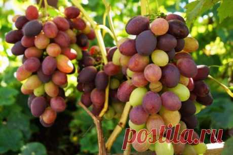 Что делать с виноградом в августе: подкормка, обрезка (чеканка), обработка от болезней, полив