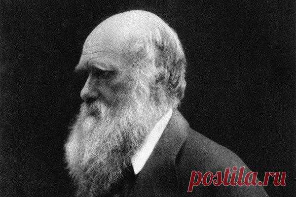 Отец Чарльза Дарвина спланировал будущее сына: он должен стать врачом. И Чарльз отправился в медицинский университет, но ему было неинтересно. Он много времени проводил в компании рыбаков, собирал и препарировал устриц. Лекции ему не нравились, зато он ходил на занятия по таксидермии, потому что хотел делать чучела зверей. Дарвин-старший был недоволен. Вскоре оба, и отец, и сын, сошлись на том, что Чарльзу лучше стать священником. Он перешел в другой университет и начал штудировать…