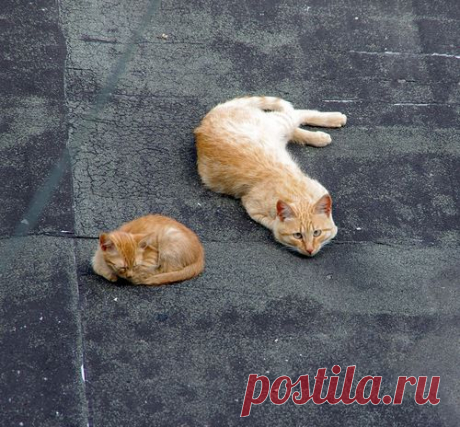 Мои Яндекс.Фотки