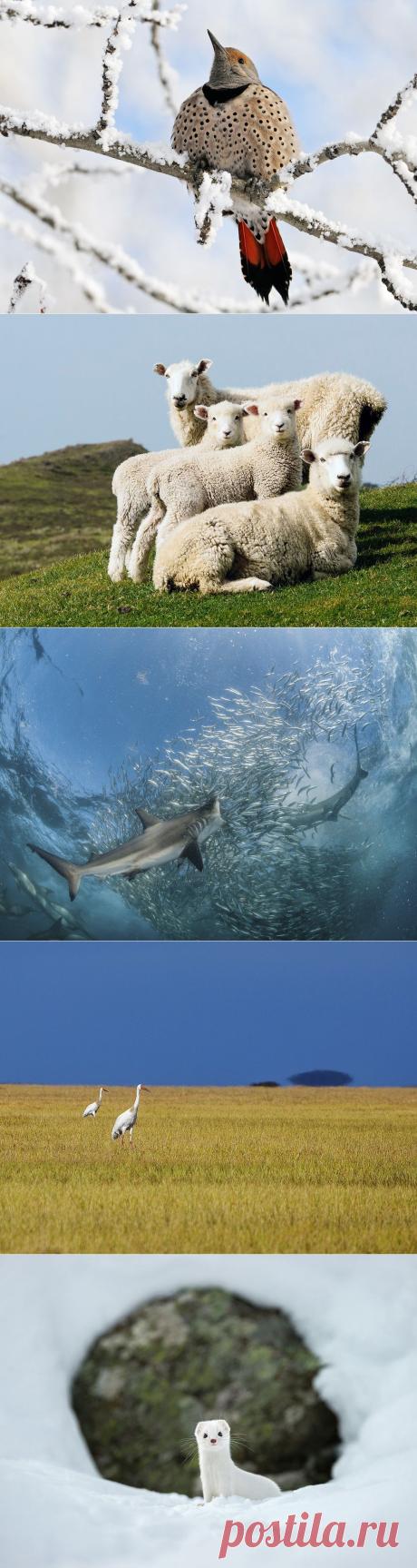 National Geographic: лучшие фотографии