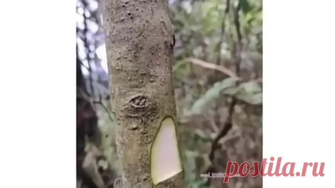 Урок от мастера