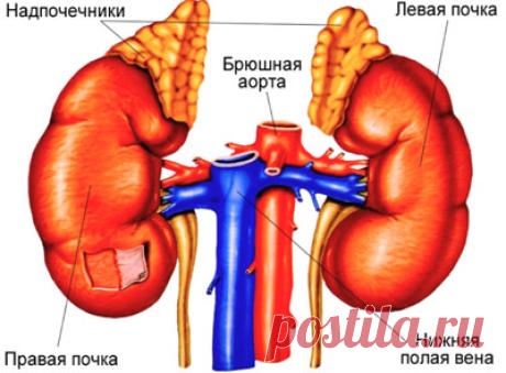 Надпочечники, их работа и функции. Гормоны коры надпочечников